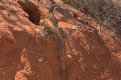 Local Wildlife